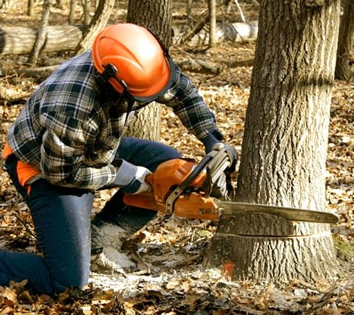 Tree Removal in East Dover, VT